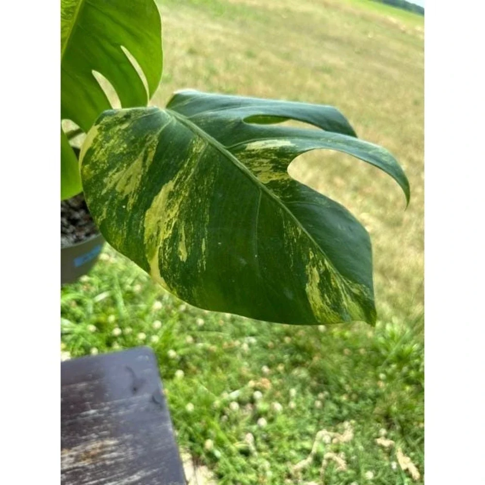 Monstera Aurea Variegated – Exact Live Rooted Plant - US Seller - A2